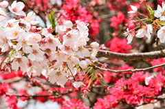 足立山妙見宮2021　春　菊桃と桜