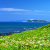 はまゆう公園2020　8月-3　浜木綿自生地