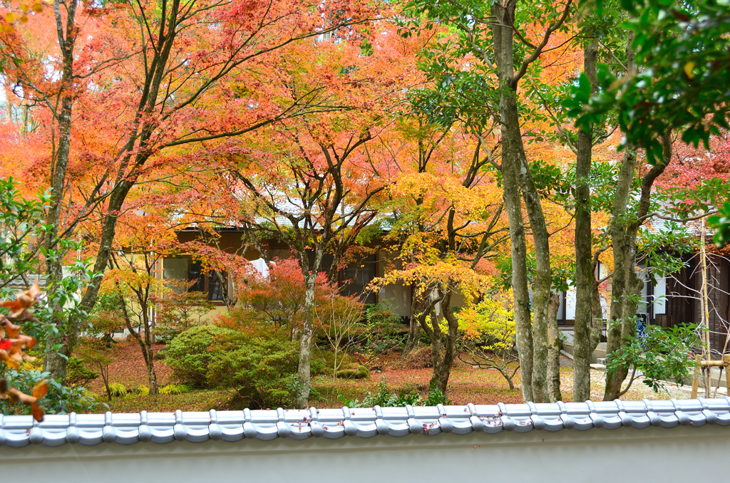 呑山観音寺2022　秋-01　客殿庭園