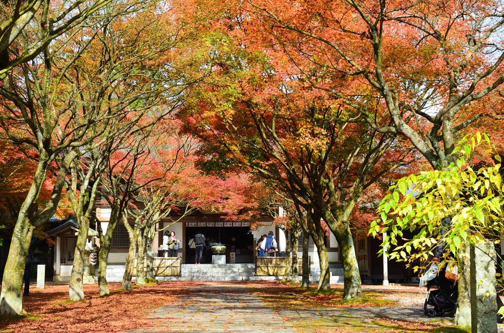 呑山観音寺2019-1　天王院　もみじ