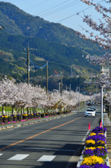 大任町2020　春　桜並木①