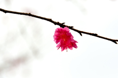 白野江2023　2月-03　桜　エレガンスみゆき