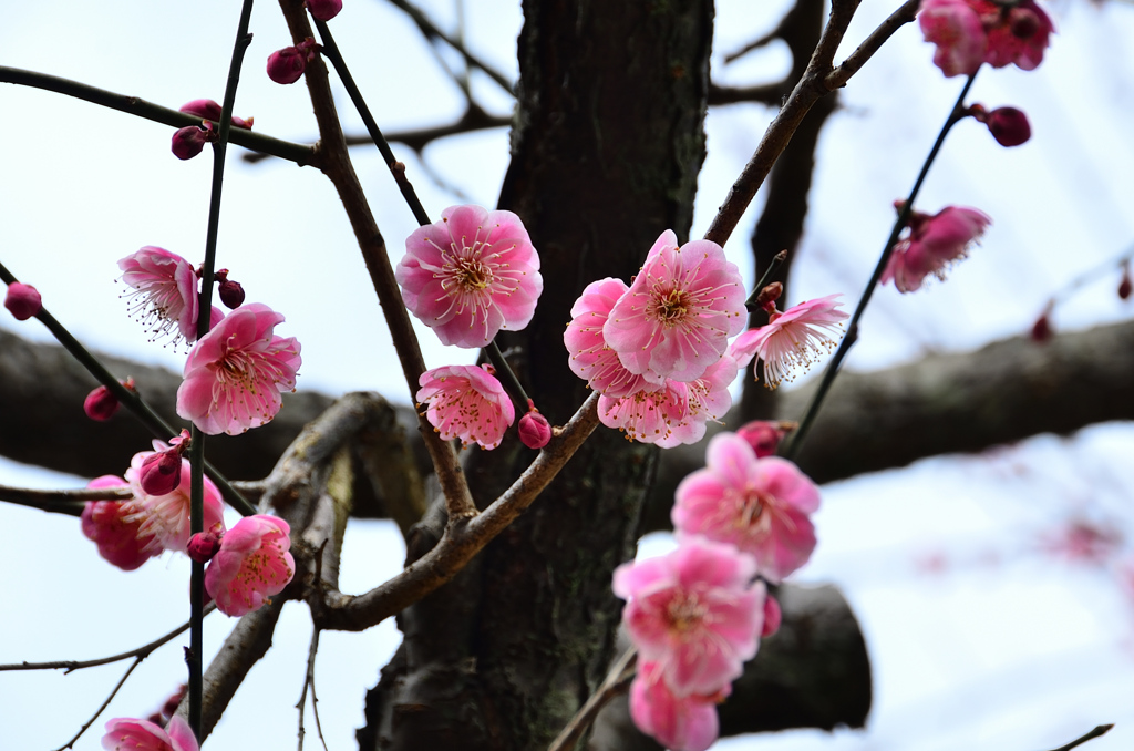 白野江2021　2月-2　紅梅