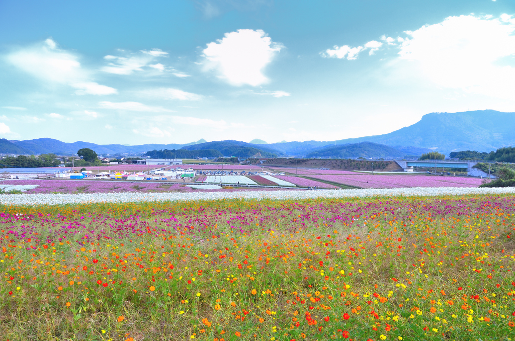三光村2023　10月-01　コスモス畑①