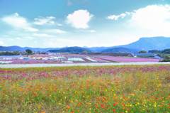 三光村2023　10月-01　コスモス畑①