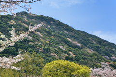 足立公園2022　4月-1　小文字山と桜