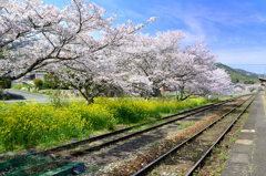 採銅所駅2022-4　青空と桜と菜の花