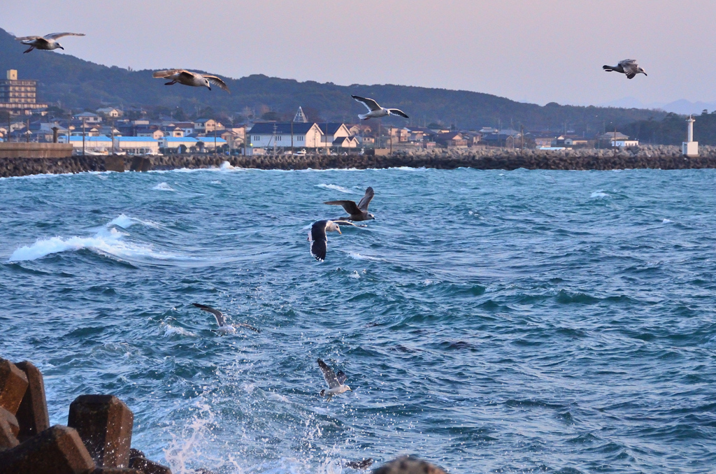 鐘岬2021　2月-1　海鳥乱舞