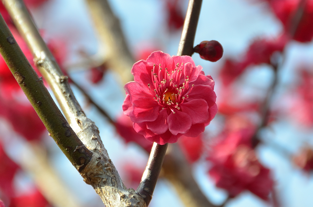 綱敷天満宮2022　3月-2　梅　鹿児島紅