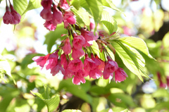 白野江2021　3月-3　寒緋桜