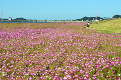 水巻2020　11月　河川敷