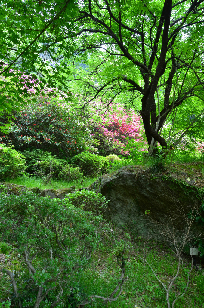 御船山楽園2018-2　青もみじ