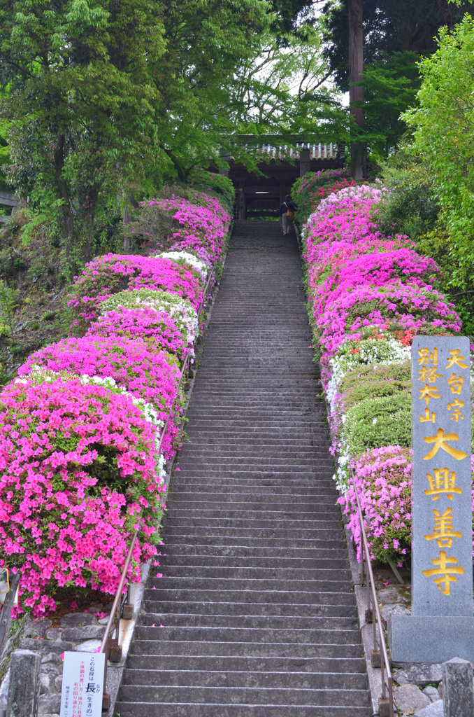 大興善寺2019　4月山門