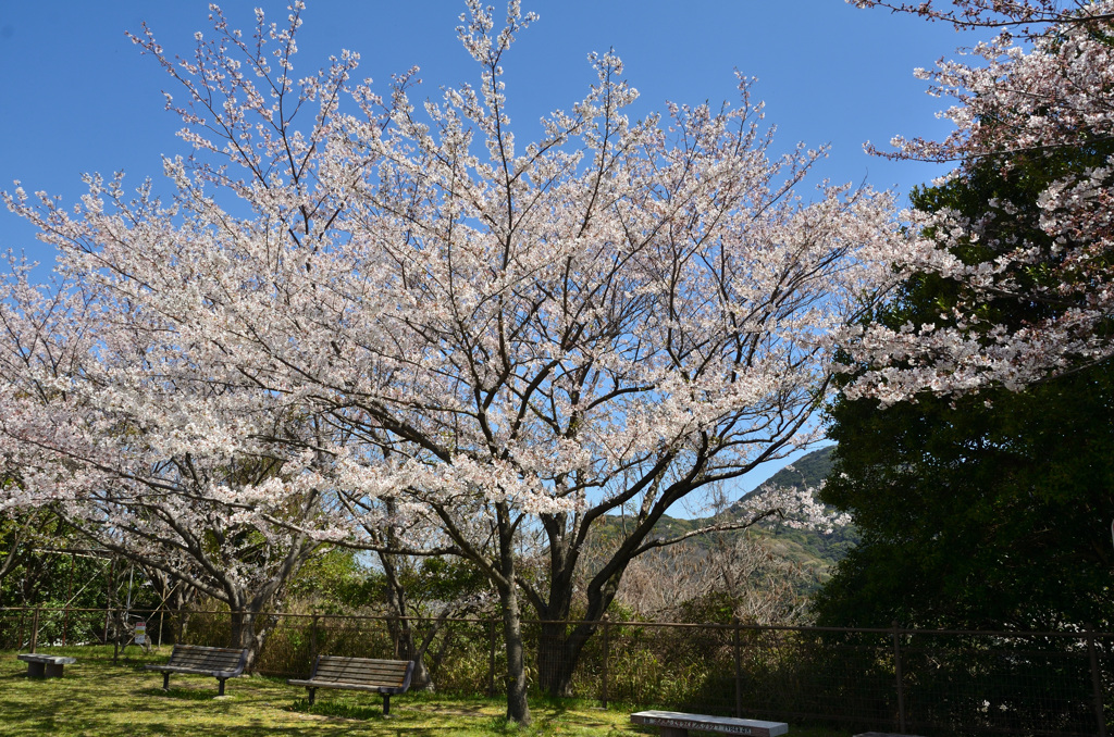 森林公園2019　ソメイヨシノ＆ベンチ