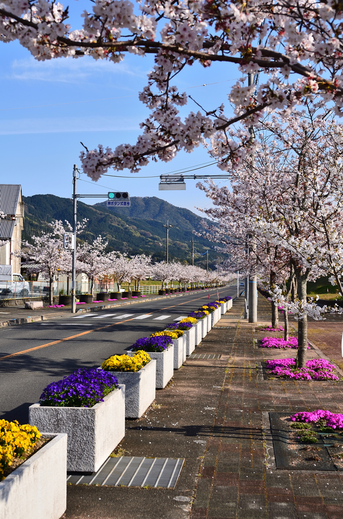 大任町2020　春　桜並木②