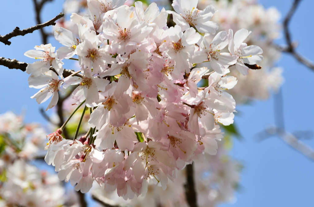 白野江2021　4月-2　桜　思川