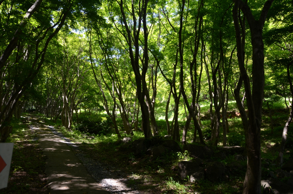 河内藤園2018　5月広葉樹の道