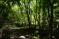河内藤園2018　5月広葉樹の道