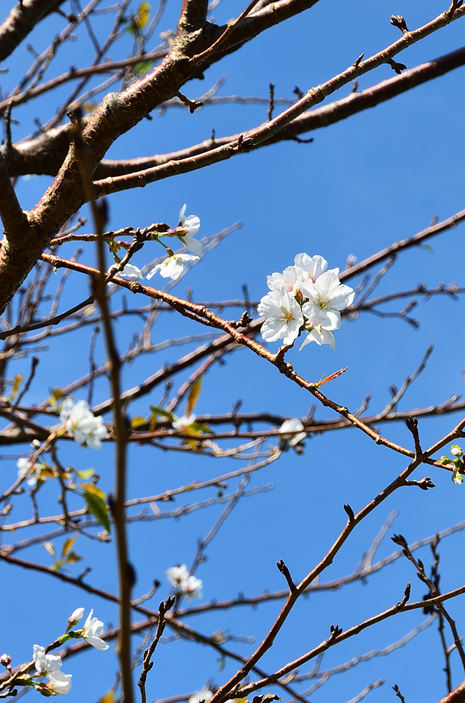 西海の丘2020　9月　秋の桜