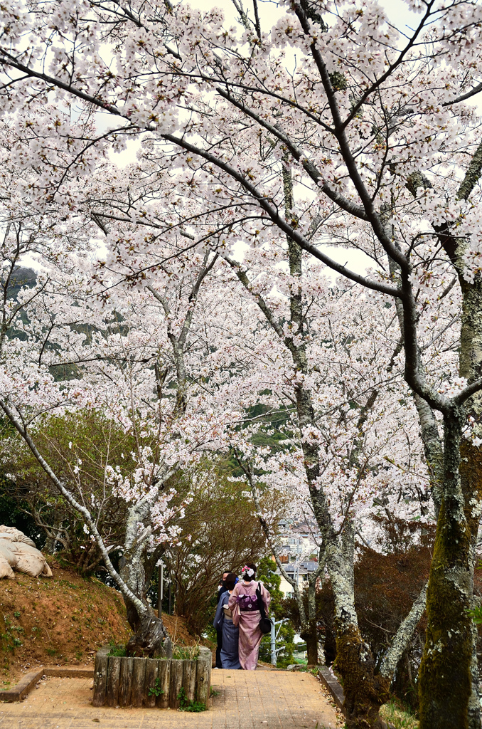 瑠璃光寺2021　3月-3　桜と和装