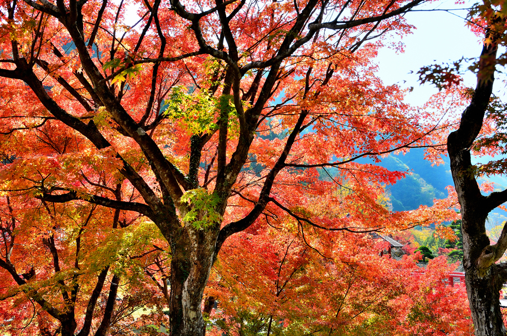 渓石園2022　11月-6　紅葉