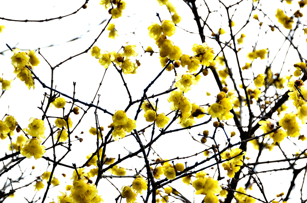 白野江2021　1月-5　ソシンロウバイ②