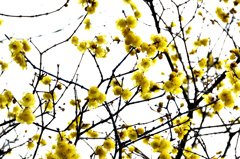 白野江2021　1月-5　ソシンロウバイ②