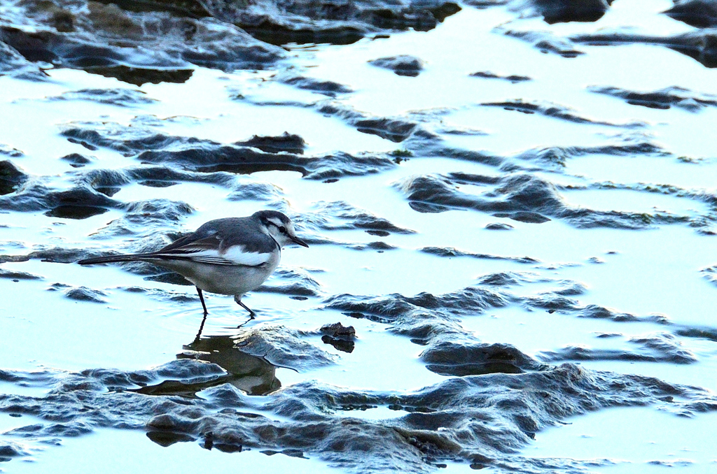 狩尾岬2020　冬　千畳敷のセキレイ②