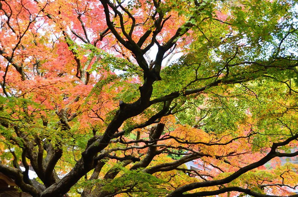 雷山千如寺2021　11月-1　大楓②