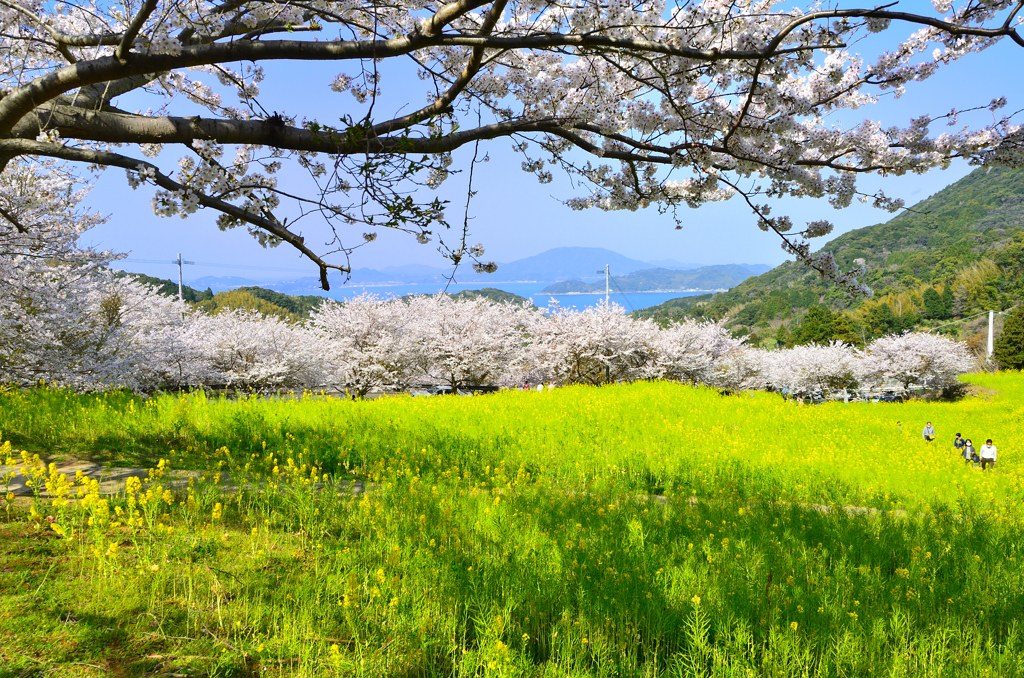 糸島　ゆらりんこ橋2022-5　桜と菜の花