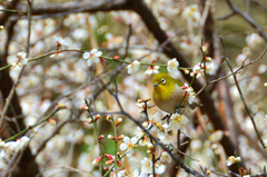 白野江2023　2月-02　白梅とウメジローさん