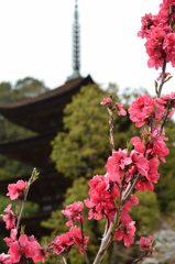 瑠璃光寺2021　3月-1　ハナモモと五重塔
