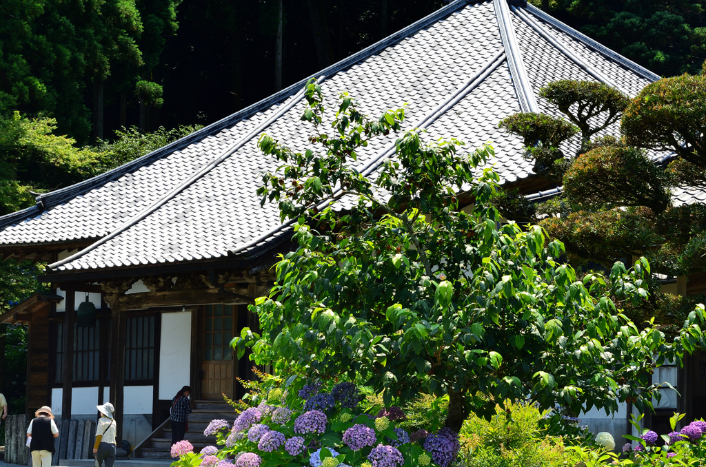 千光寺2021　6月-1　紫陽花と本堂