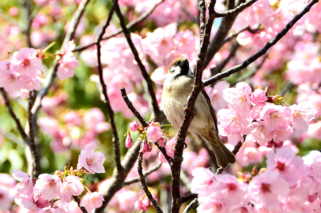 三萩野公園2023　4月-1　雀と桜