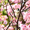 三萩野公園2023　4月-1　雀と桜