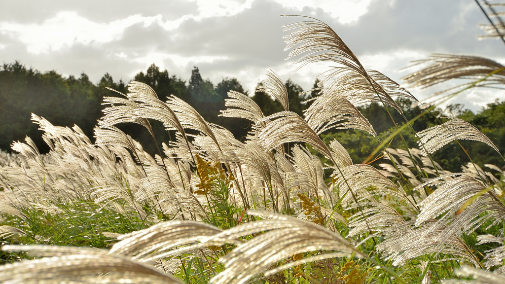平尾台2021　10月　そよぐススキ