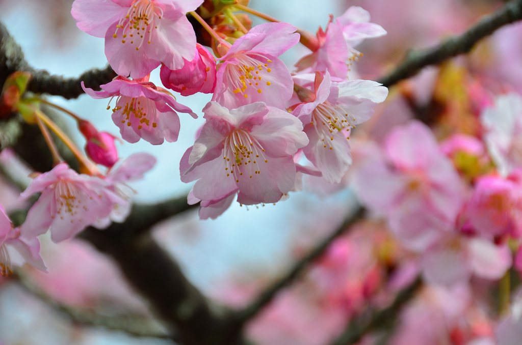 白野江2020　2月　寒桜②