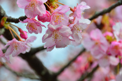 白野江2020　2月　寒桜②