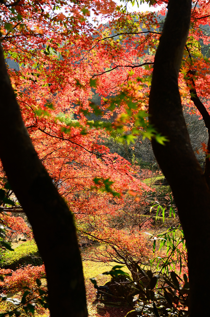 魚楽園2020　秋-1　紅葉