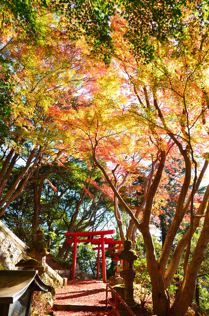 もみじ谷2020　秋-2　紅葉と参道