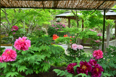 祐徳稲荷神社2019　4月-4　日本庭園①