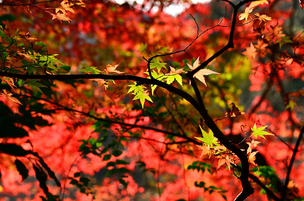 魚楽園2020　秋-1　紅葉①