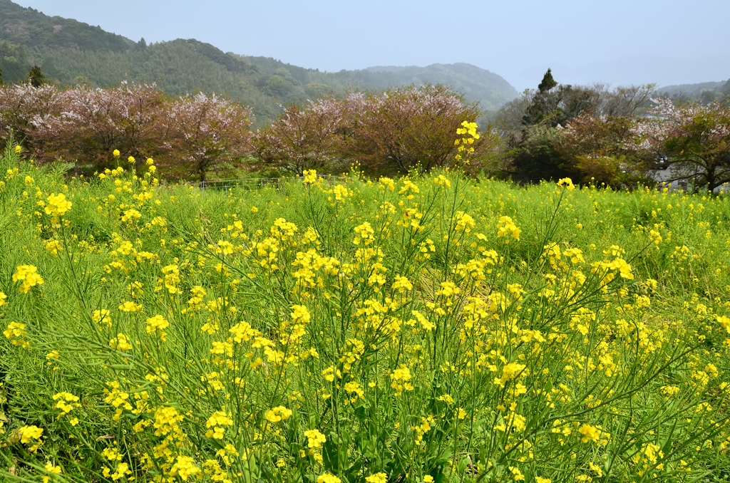 糸島　ゆらりんこ橋2021　春　菜の花畑