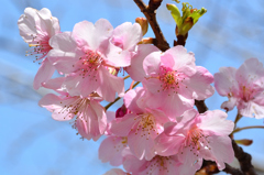 白野江2022　3月-04　河津桜と青空