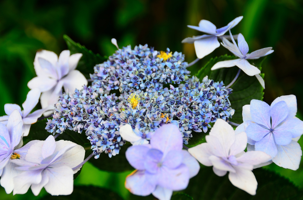 はまゆう公園2020　6月　紫陽花①