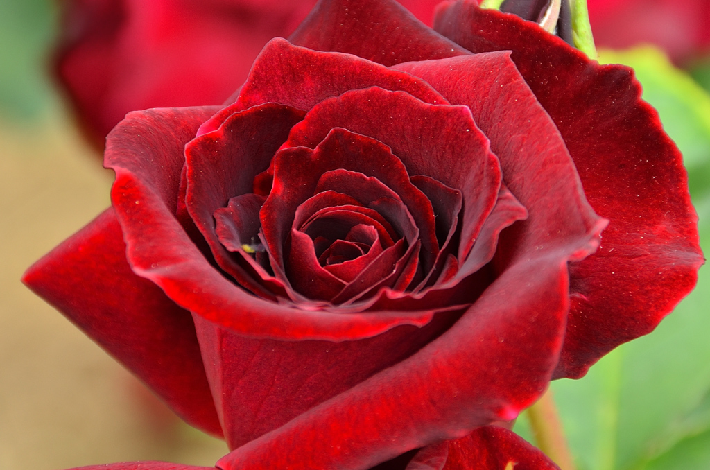 グリーンパーク2021　5月-05　薔薇　黒真珠