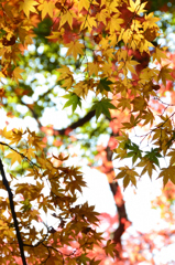 功山寺2022　11月-2　紅葉