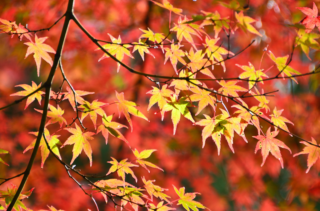 呑山観音寺2021　11月-1　秋模様②