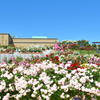 グリーンパーク2019　五月晴れと薔薇園