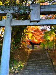秋月2021　晩秋-02　鳥居と石段